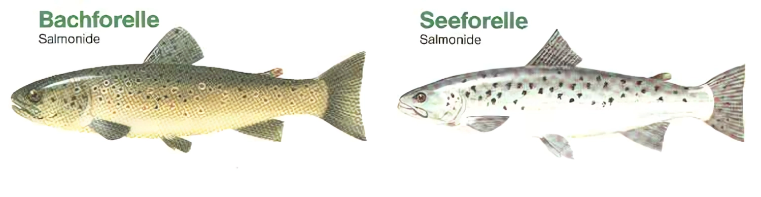 Fischerei-Pächtergemeinschaft Rursee e.V. - Nachhaltige Sportfischerei und Umweltschutz - Eine Abbildung, die zwei Salmoniden nebeneinander vergleicht: eine gelblich-braune Bachforelle mit hellen Ringflecken links und eine silberweiße Seeforelle mit dunklen, unregelmäßigen Flecken rechts.