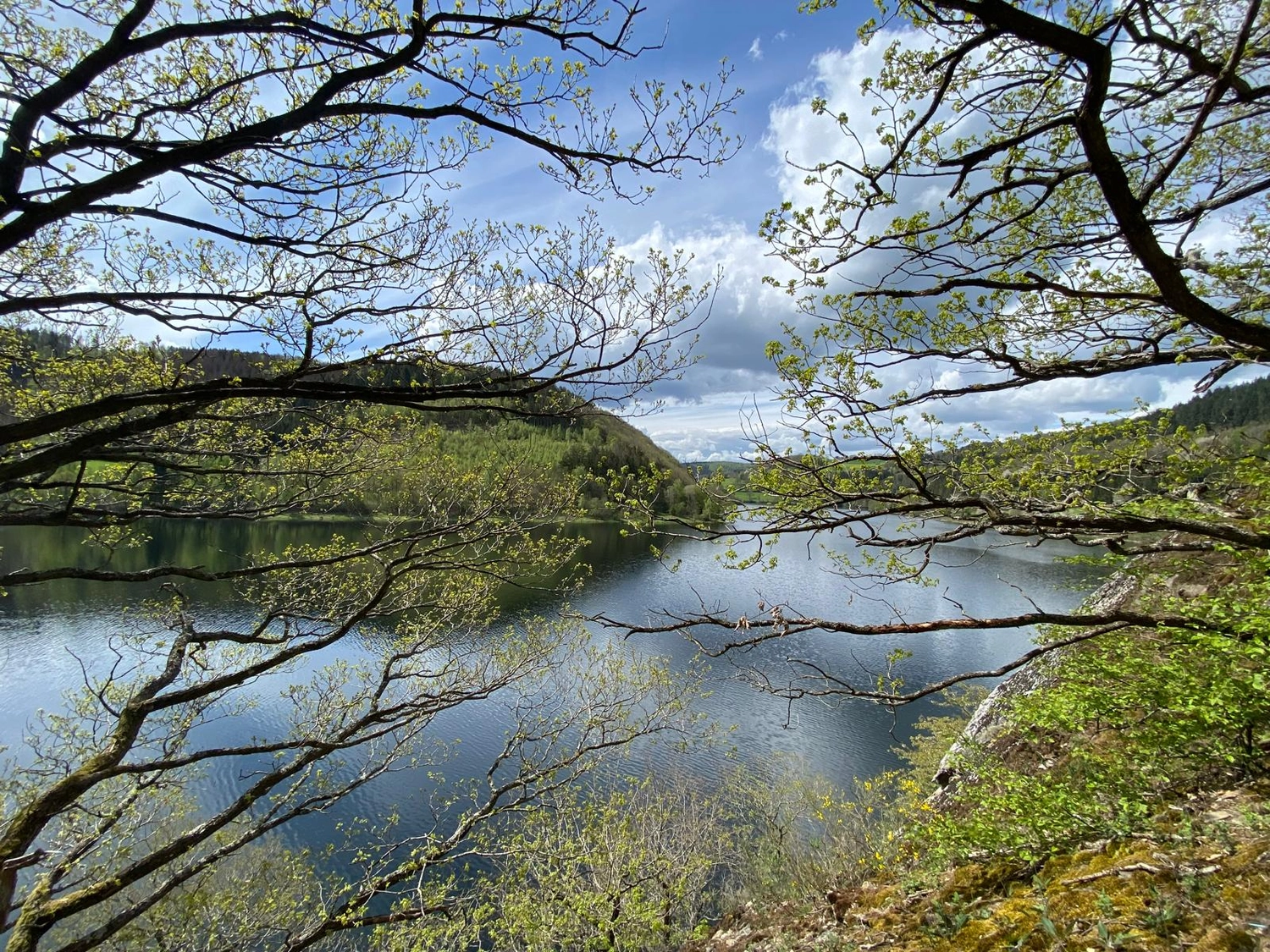 Fischerei-Pächtergemeinschaft Rursee e.V. - Nachhaltige Sportfischerei und Umweltschutz - Ein malerischer Seeblick, eingerahmt von belaubten Baumzweigen unter einem teilweise bewölkten Himmel.